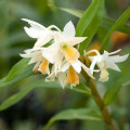 ارکیده یاس Jasmine Orchid